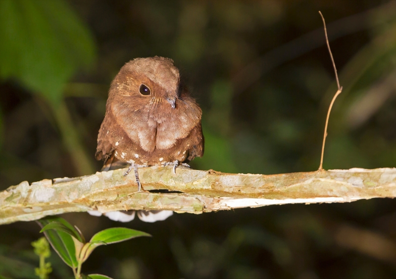 Ocellated Poorwill