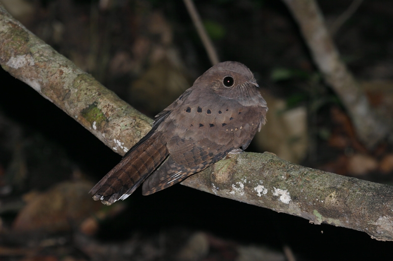 Ocellated Poorwill