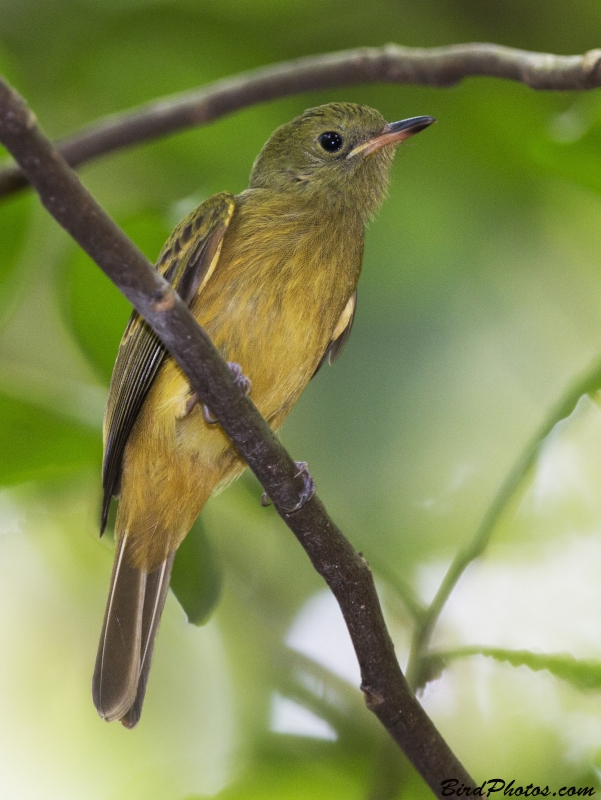 Ochre-bellied Flycatcher