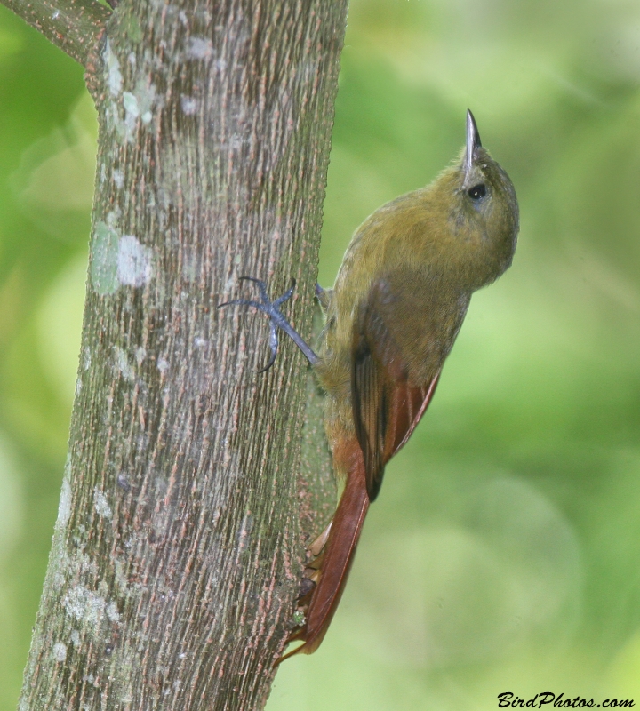 Olivaceous Woodcreeper