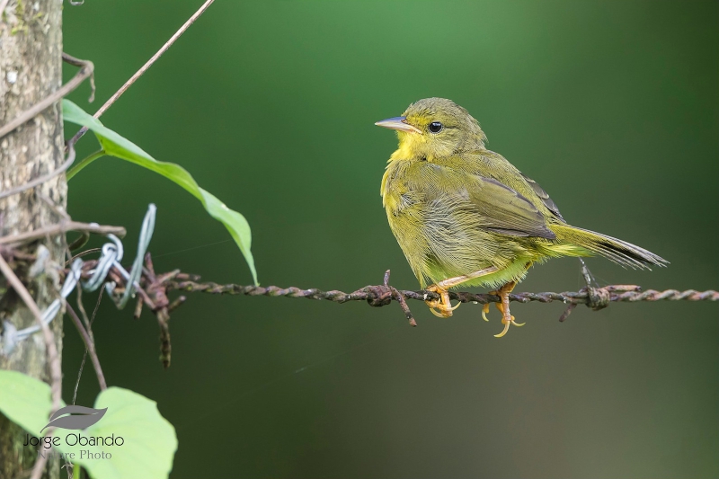 Olive-crowned Yellowthroat