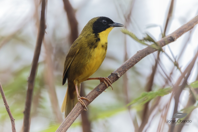 Olive-crowned Yellowthroat