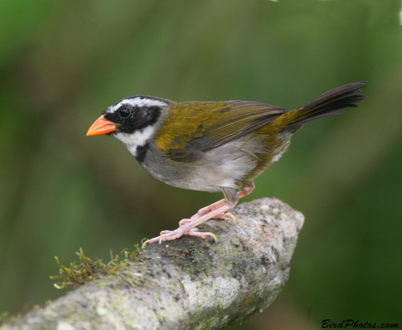 Orange-billed Sparrow