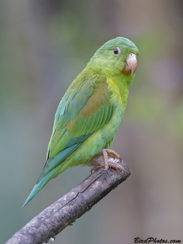 Orange-chinned Parakeet