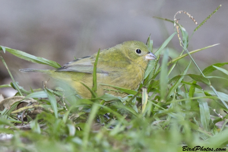 Painted Bunting