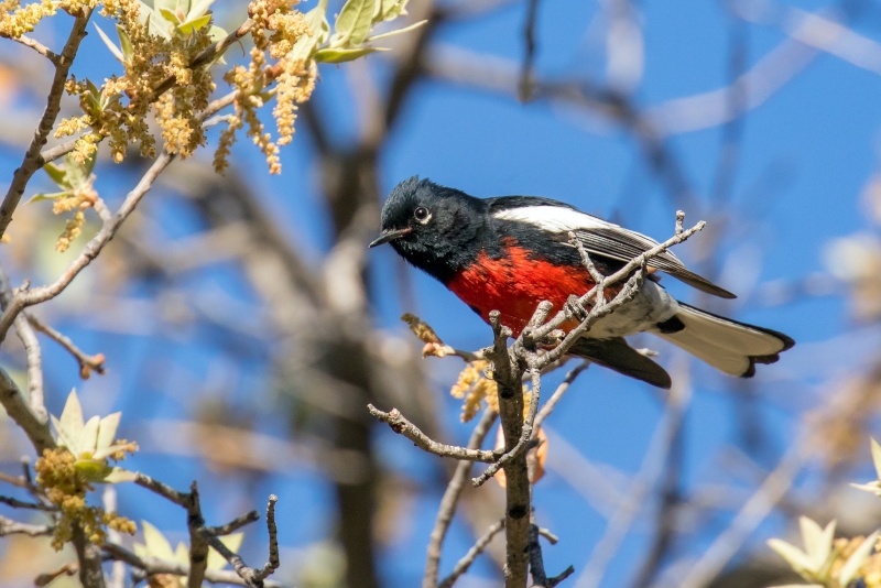 Painted Whitestart