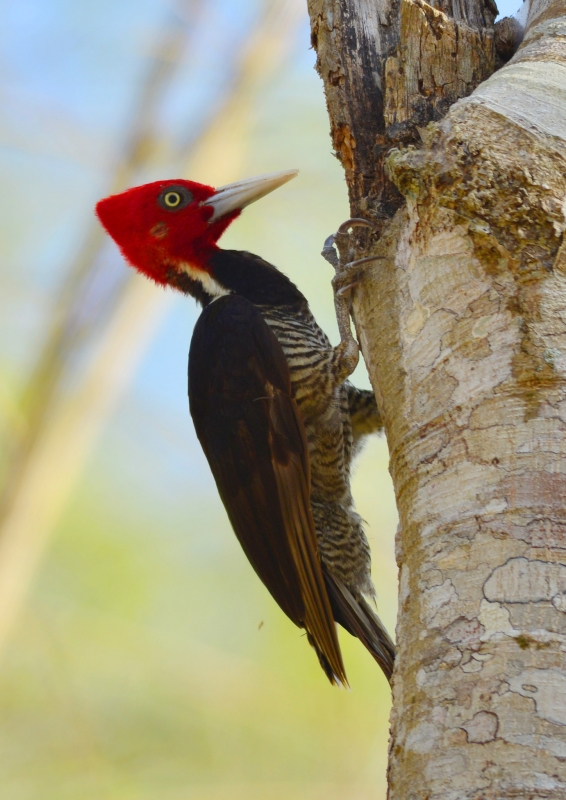 Pale-billed Woodpecker