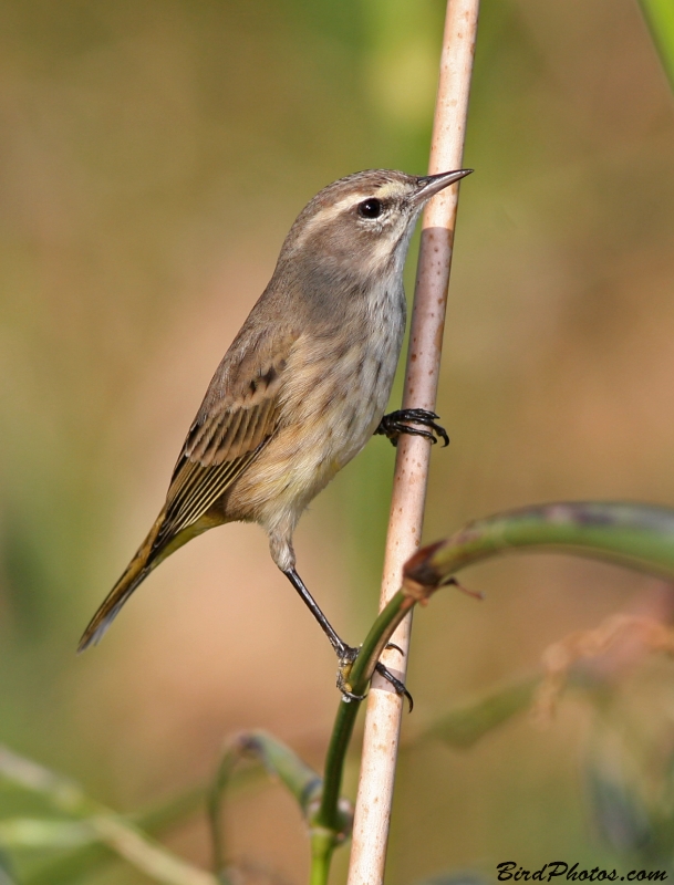 Palm Warbler