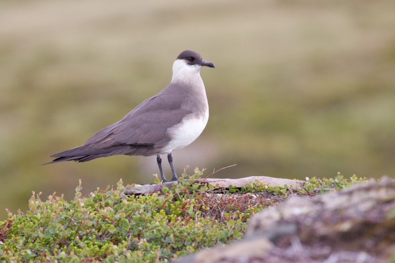 Parasitic Jaeger