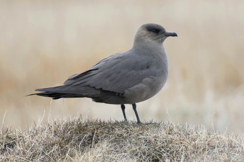 Parasitic Jaeger