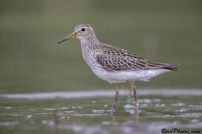 Pectoral Sandpiper