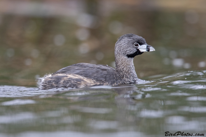 Pied-billed Grebe