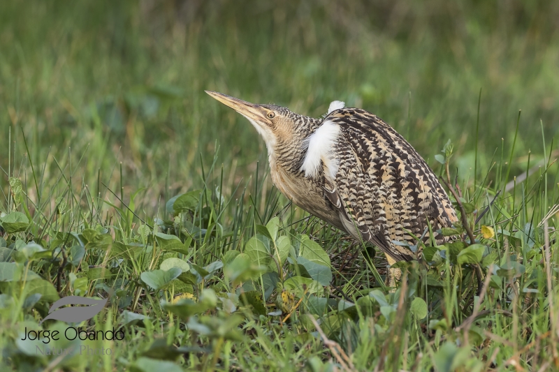 Pinnated Bittern