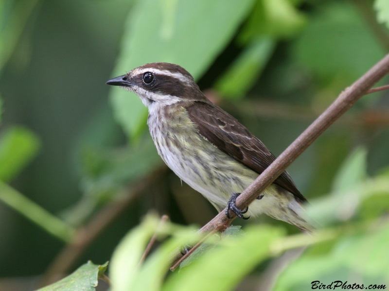 Piratic Flycatcher