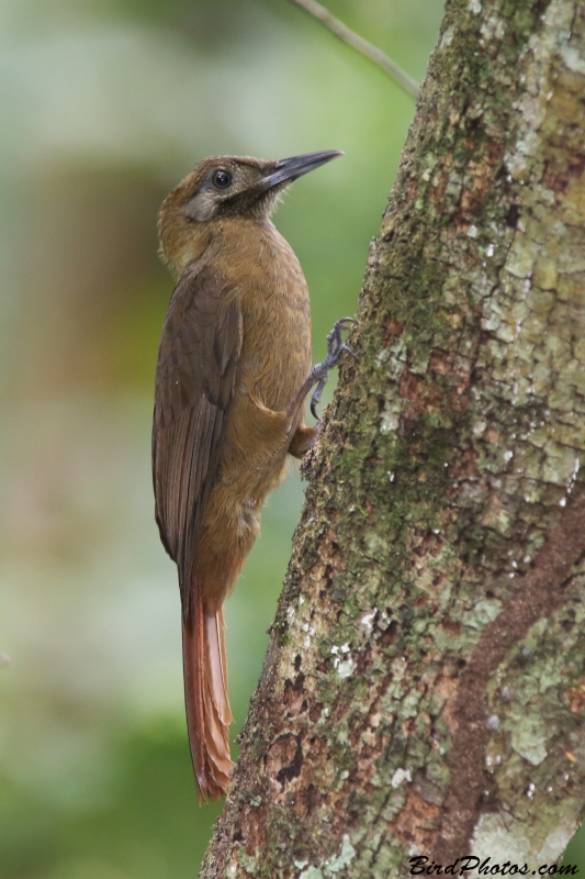 Plain-brown Woodcreeper