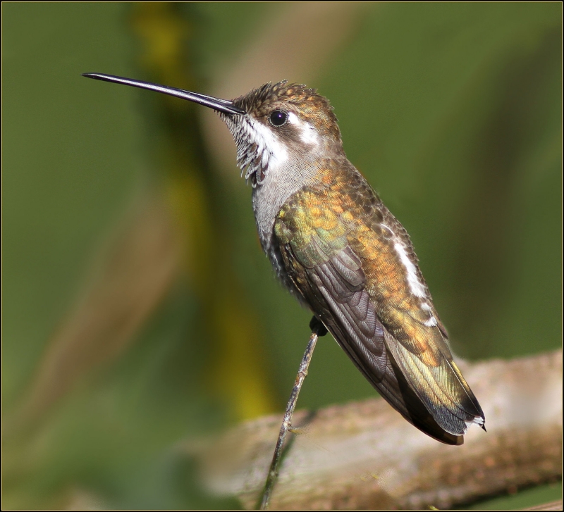 Plain-capped Starthroat