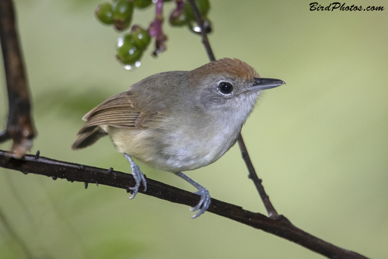 Plain Antvireo