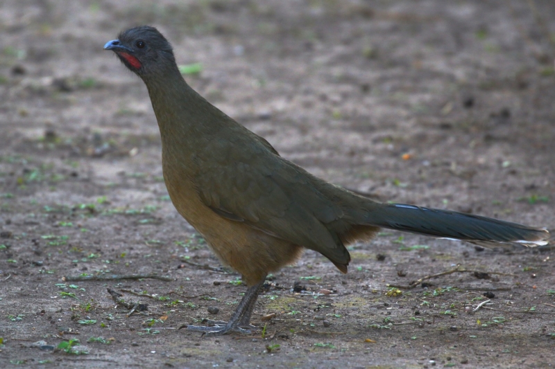 Plain Chachalaca