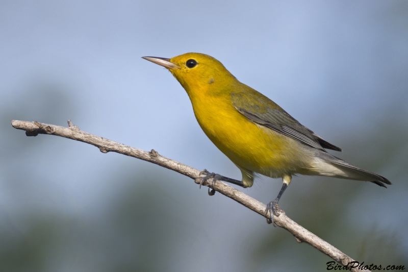 Prothonotary Warbler