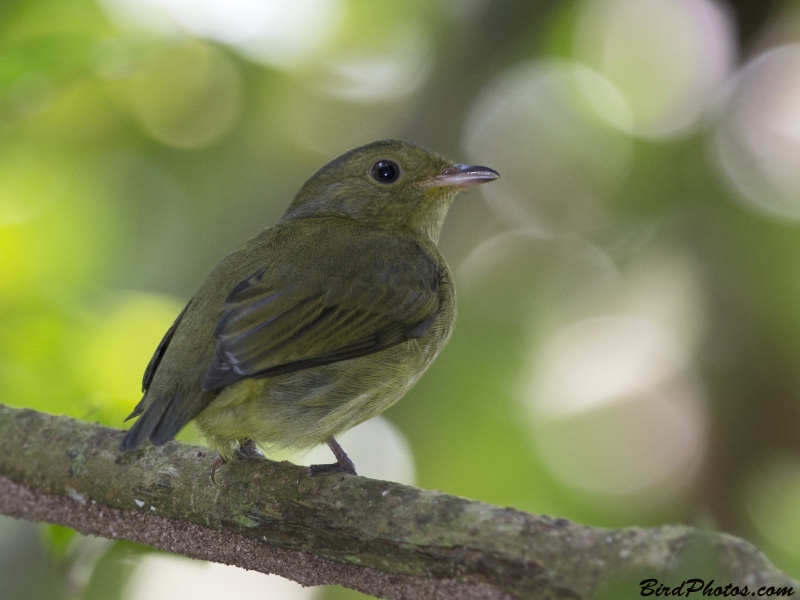 Red-capped Manakin