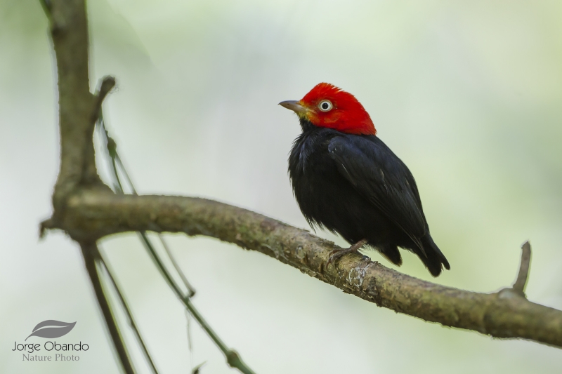 Red-capped Manakin