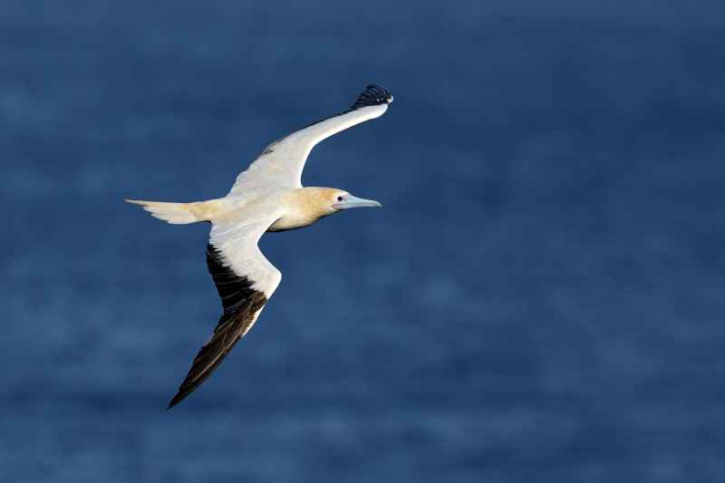 Red-footed Booby