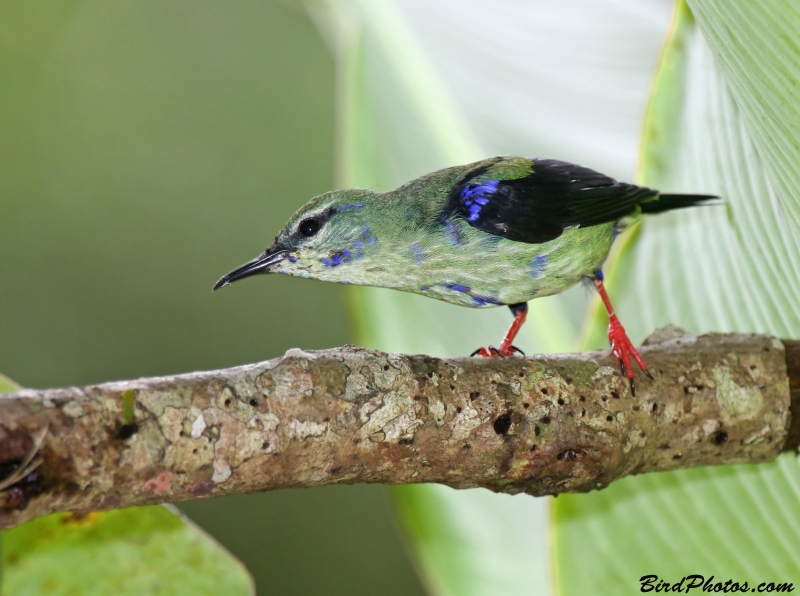 Red-legged Honeycreeper