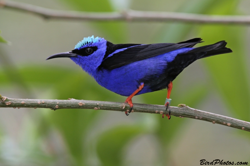 Red-legged Honeycreeper