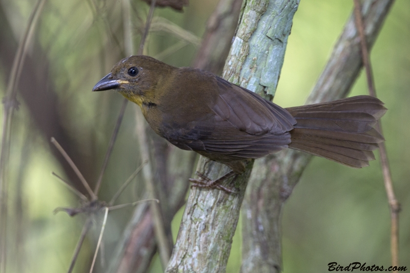 Red-throated Ant Tanager