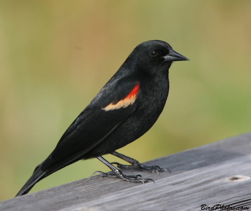 Red-winged Blackbird