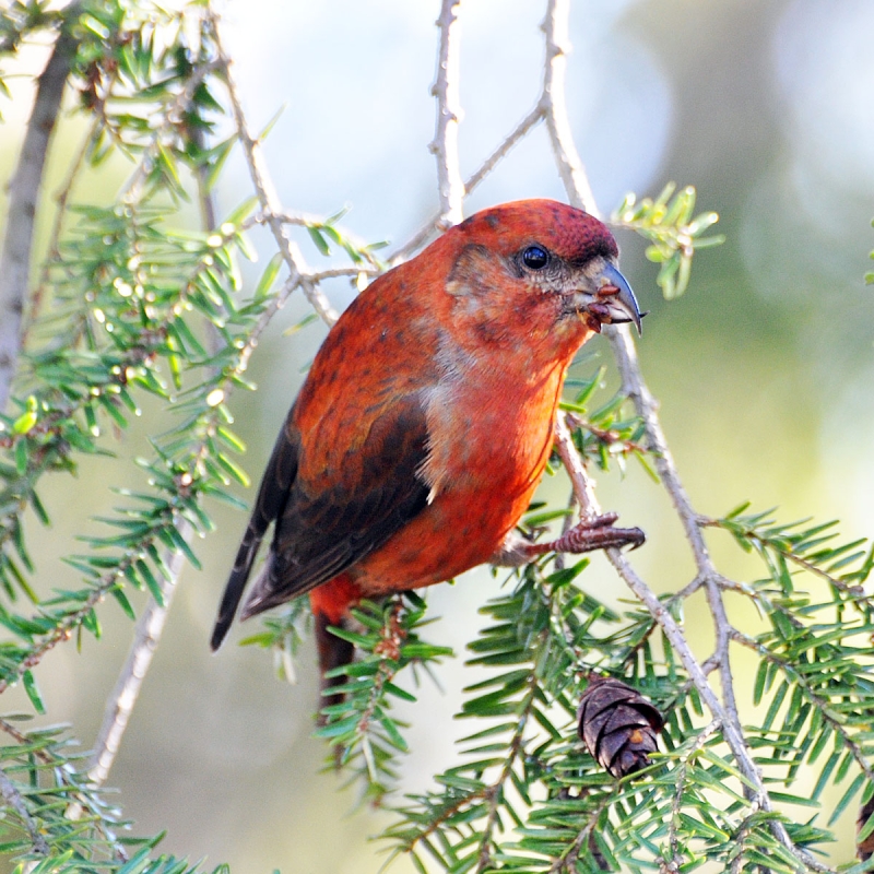 Red Crossbill