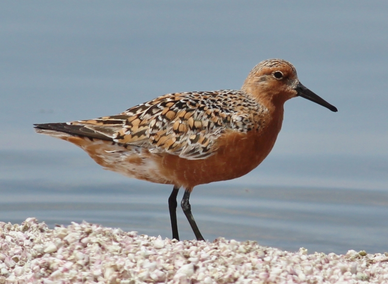 Red Knot