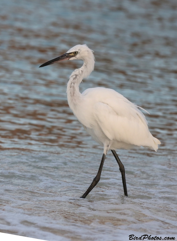 Reddish Egret