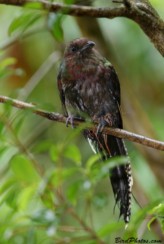 Resplendent Quetzal