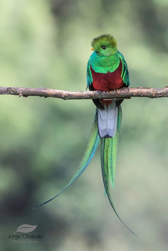 Resplendent Quetzal