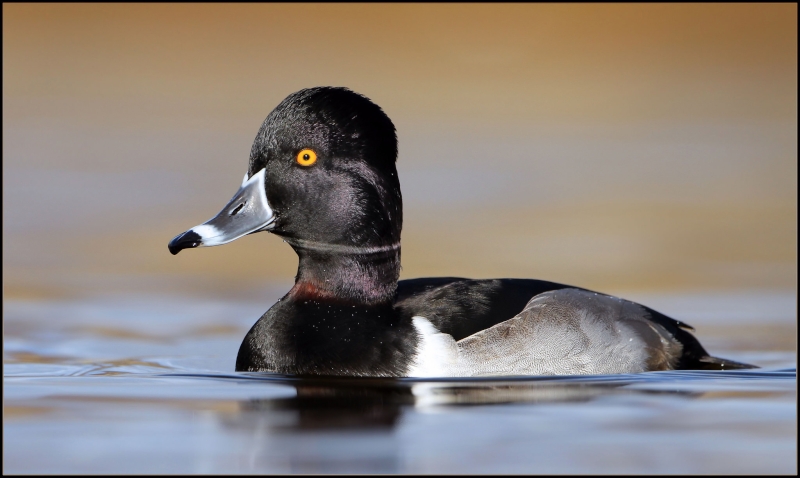 Ring-necked Duck