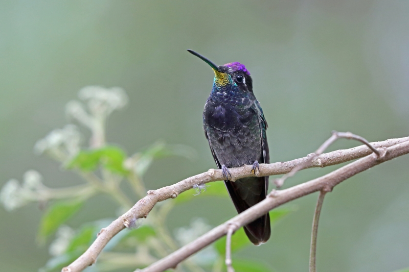 Rivoli's Hummingbird