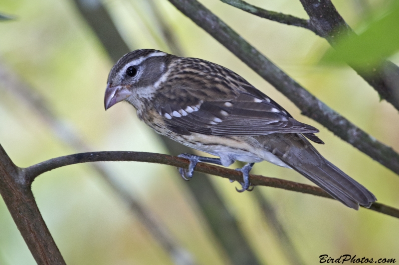 Rose-breasted Grosbeak