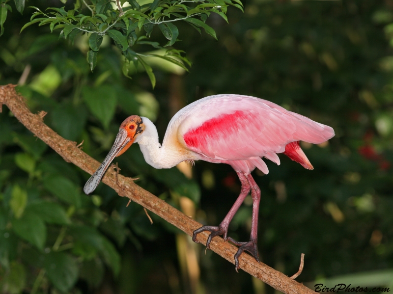 Roseate Spoonbill