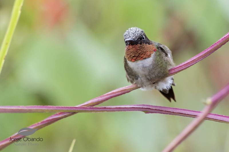 Ruby-throated Hummingbird