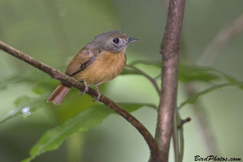 Ruddy-tailed Flycatcher