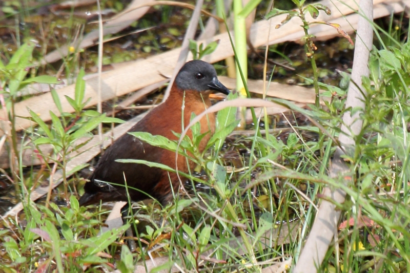 Ruddy Crake