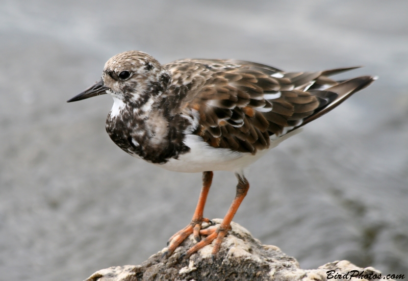 Ruddy Turnstone