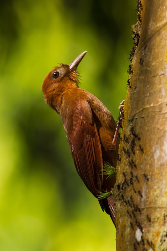 Ruddy Woodcreeper