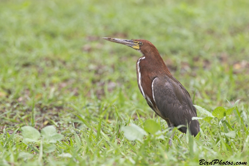 Rufescent Tiger Heron