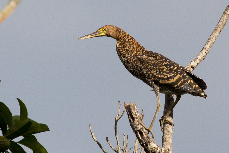 Rufescent Tiger Heron