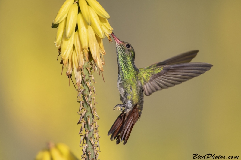 Rufous-tailed Hummingbird