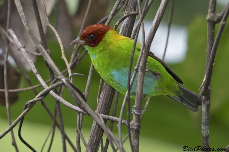 Rufous-winged Tanager