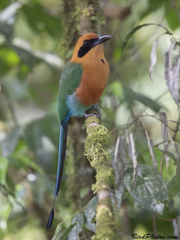 Rufous Motmot