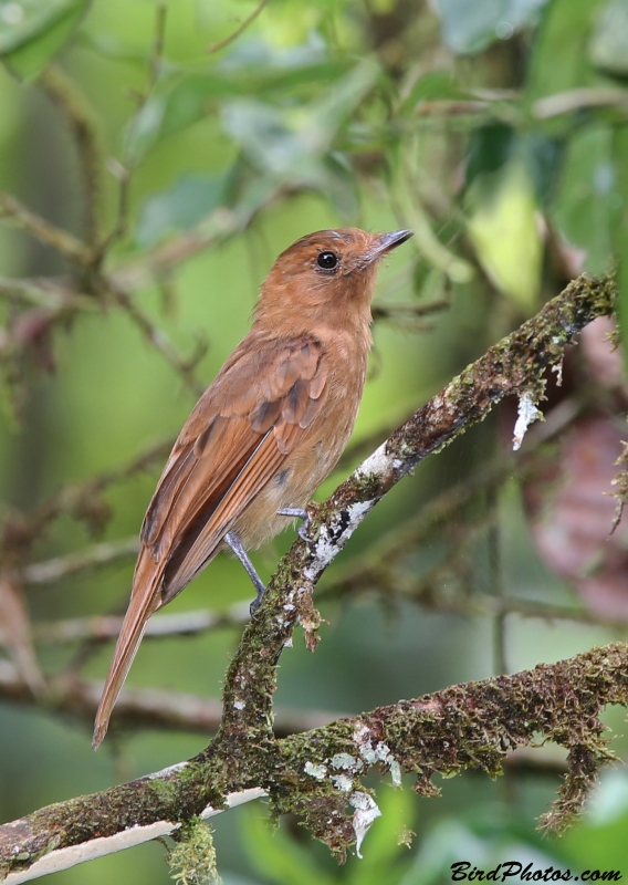 Rufous Mourner